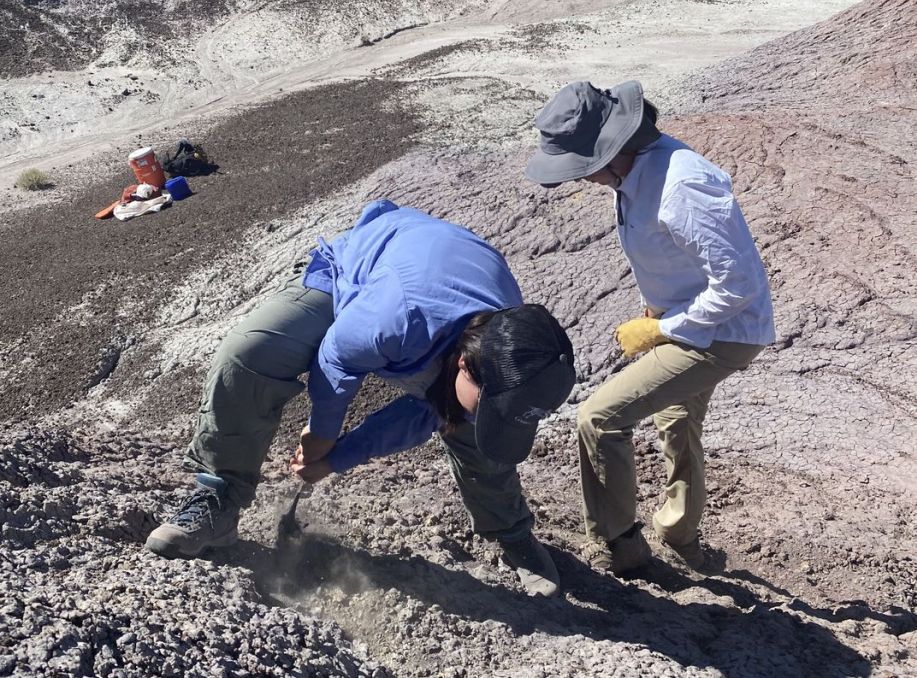 researchers are studing evolution of reptilian hearing