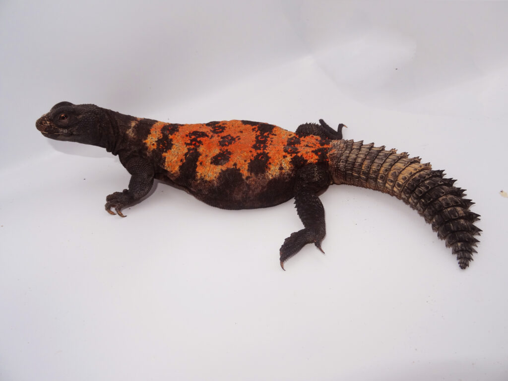 Keeping and Breeding of Red-Banded spiny-tailed lizard