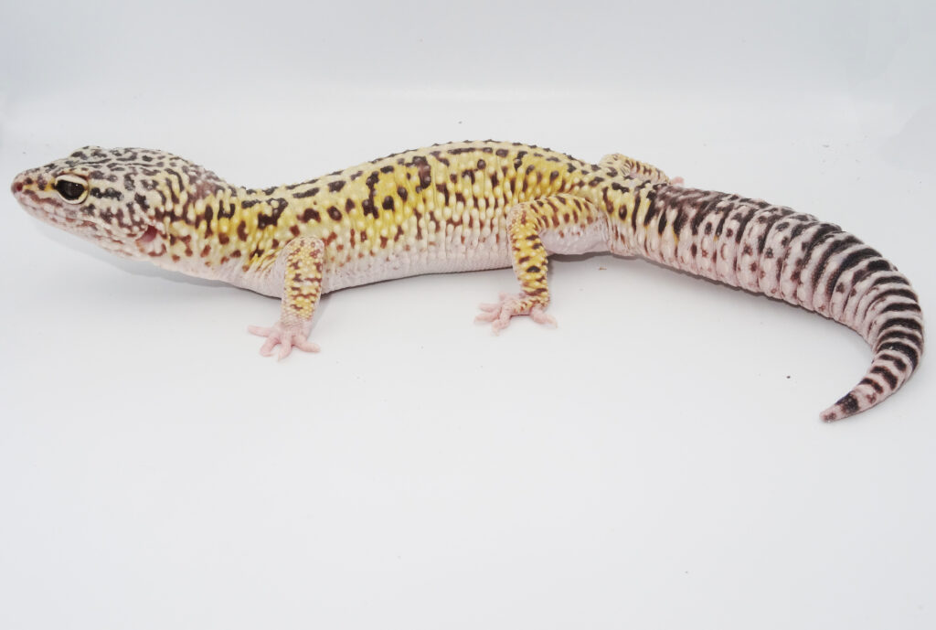 keeping of the Iranian Eyelid Gecko.