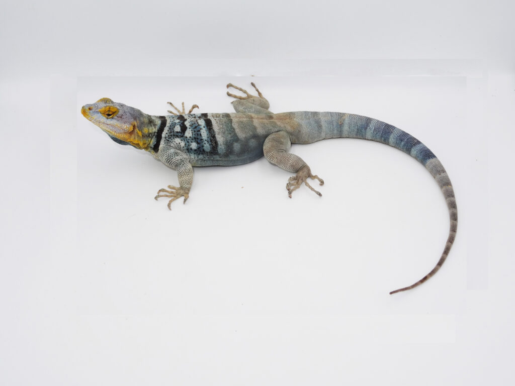 Keeping Baja blue rock lizard