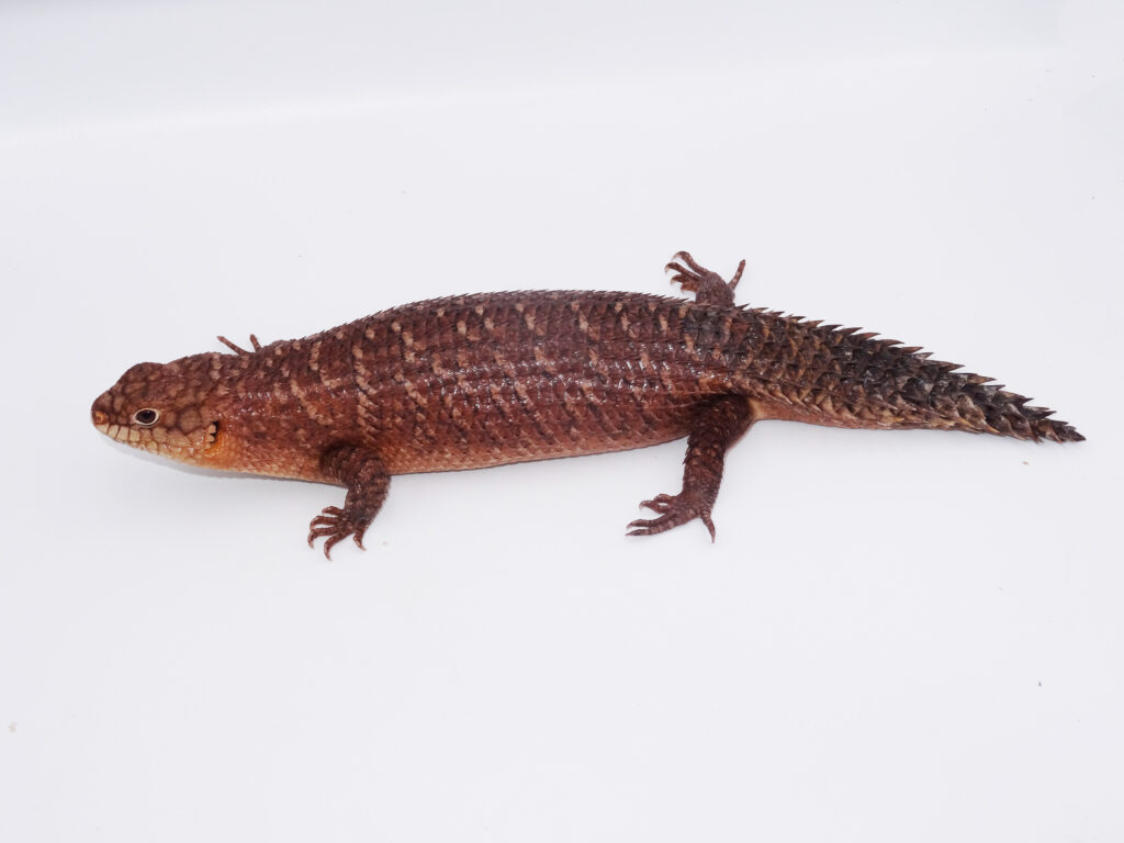 Keeping Gidgee Spiny-Tailed Skink