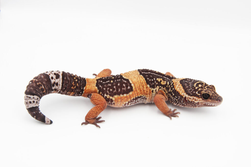 Keeping of East Indian Leopard Gecko