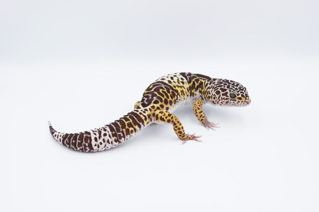 Keeping West Indian leopard gecko