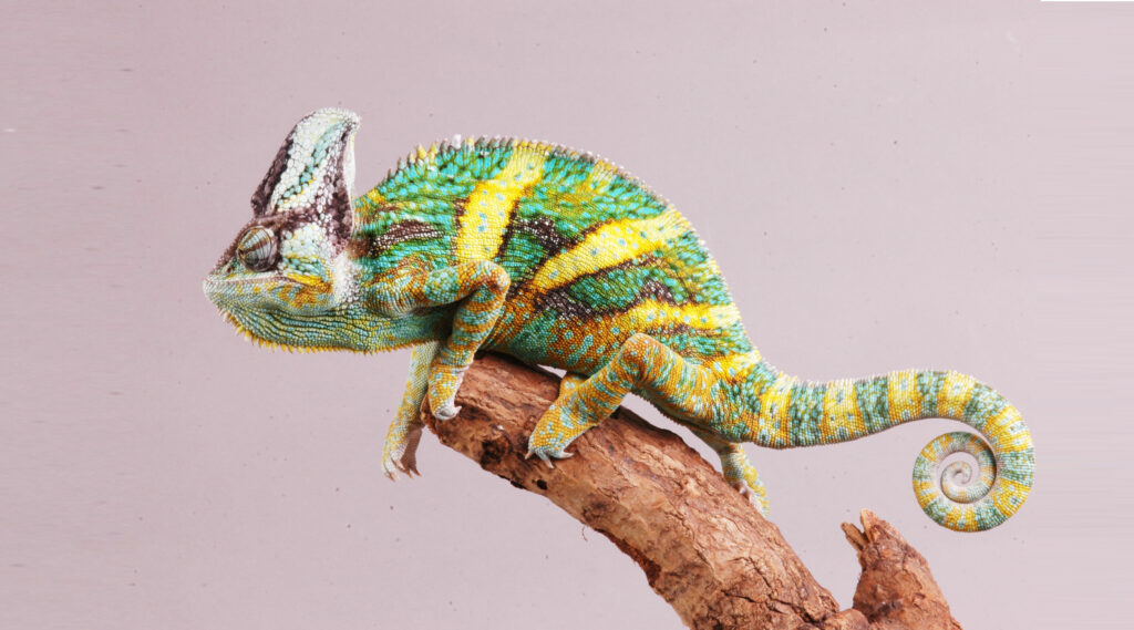 Keeping Veiled chameleon