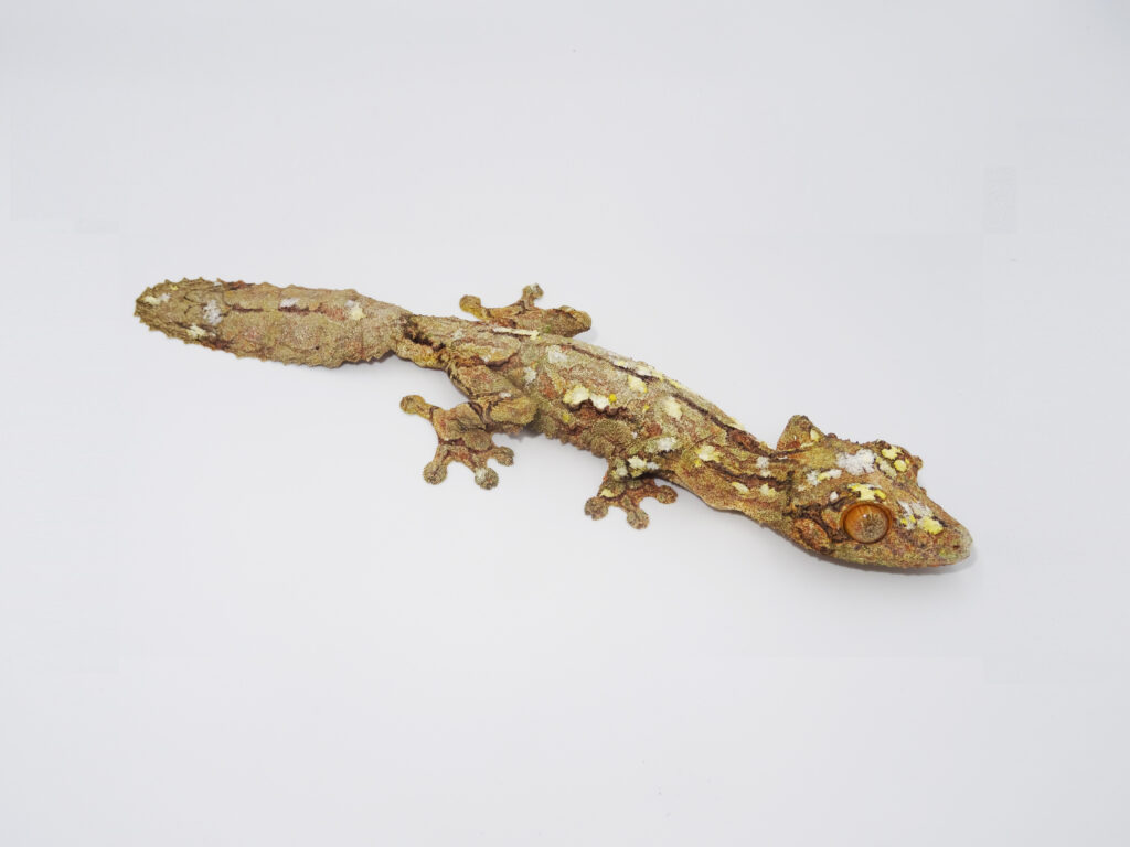 Keeping southern leaf-tailed gecko