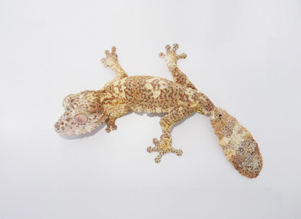 Keeping Henkel’s leaf-tailed gecko
