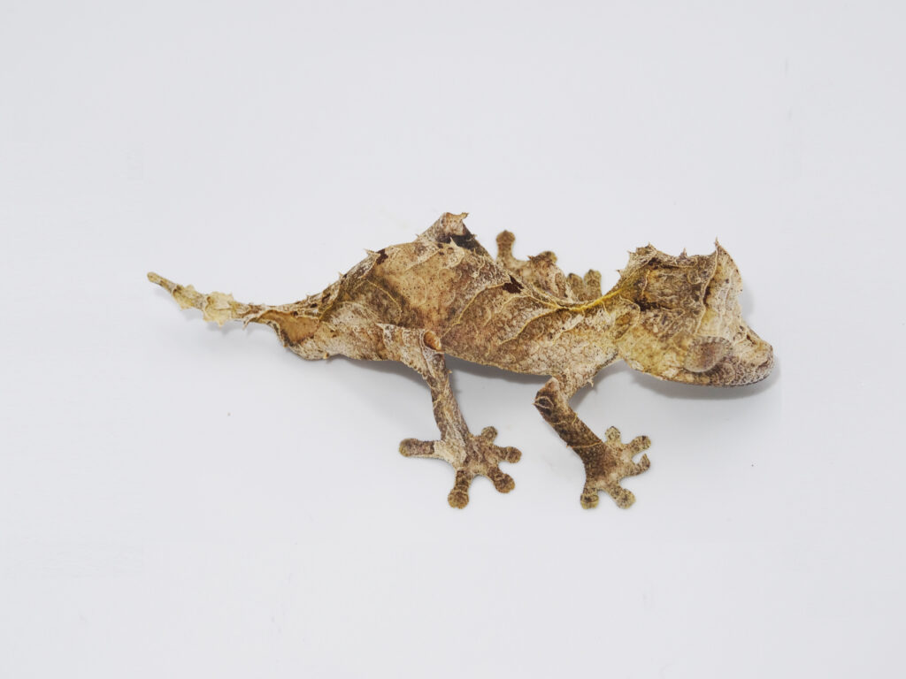 Keeping spear-point leaf-tailed gecko