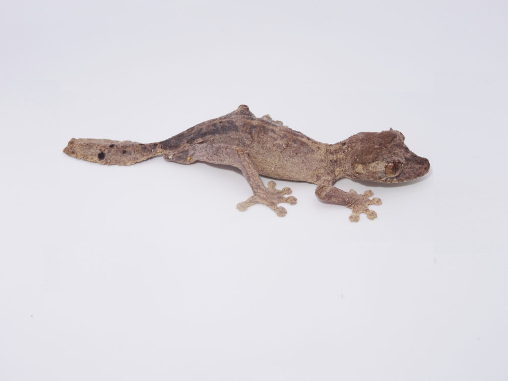 Keeping Günther’s leaf-tail Gecko
