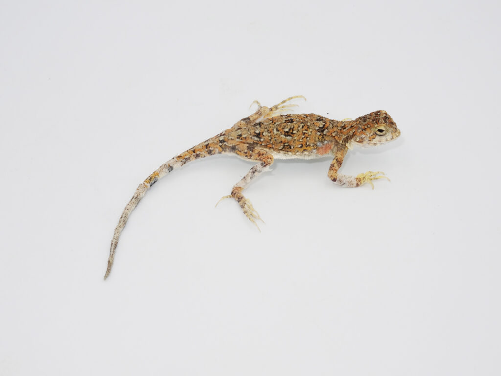 Keeping spotted toad-headed agama