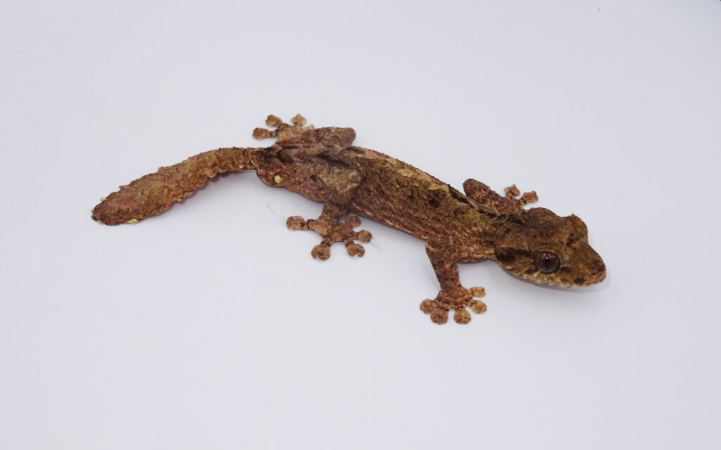 Keeping Northern flat-tailed gecko