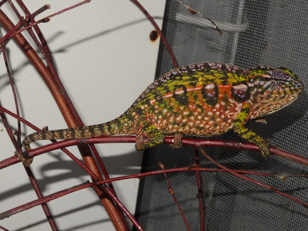 Keeping carpet chameleon