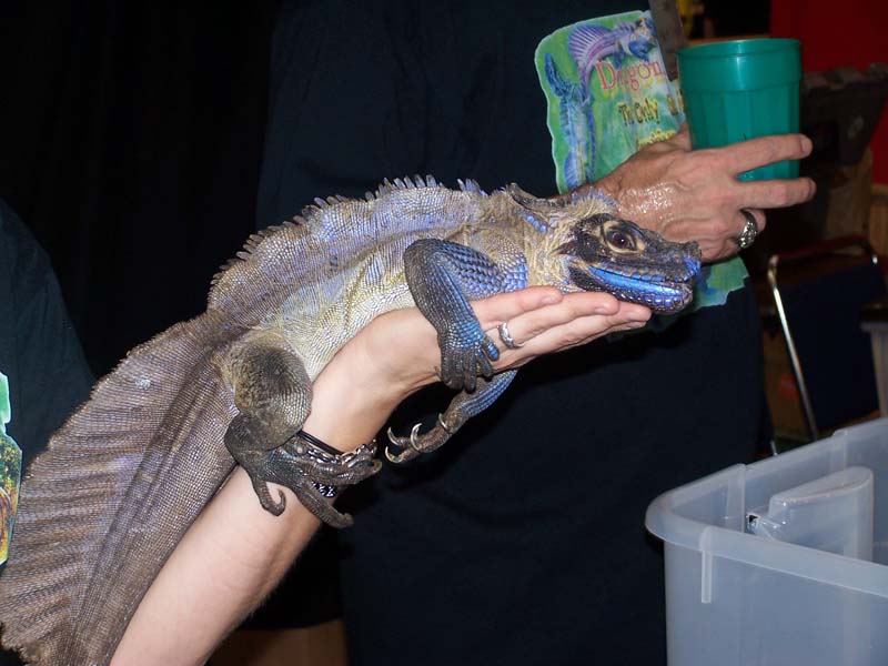 Keeping Philippine sailfin lizard