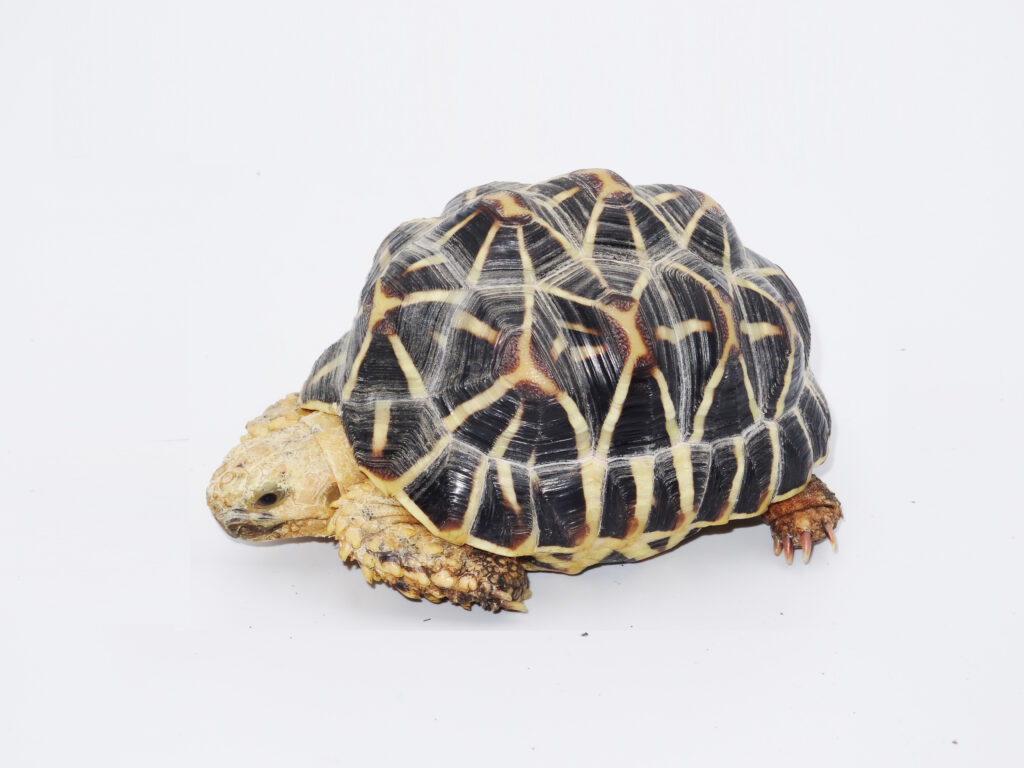 Keeping Indian star tortoise