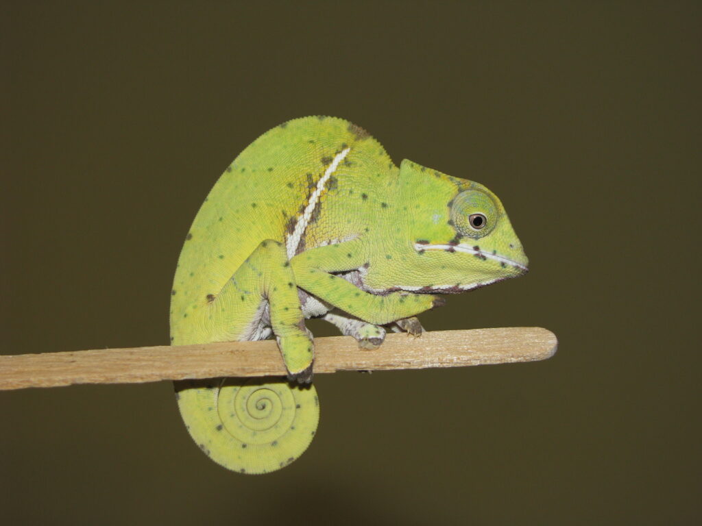 Keeping rainforest chameleon