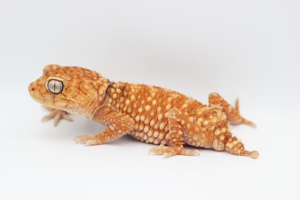 Keeping of Knob-Tailed Gecko