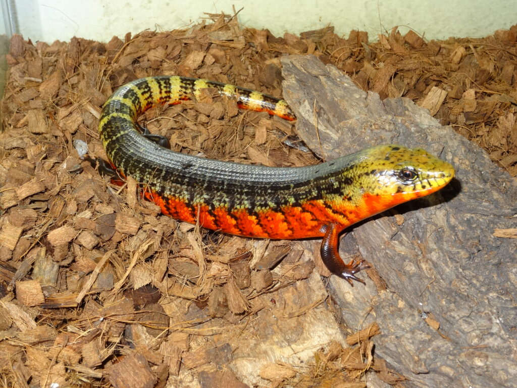 Keeping Costa Rican rainbow stripe