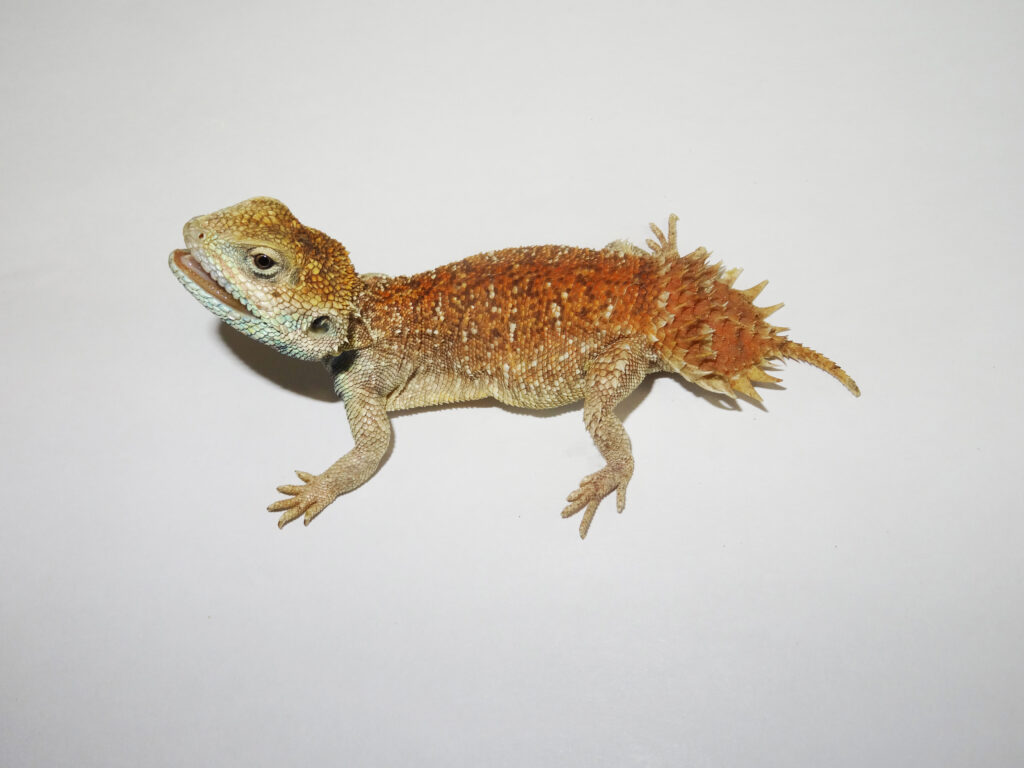 Keeping Dwarf Shield-tailed agama