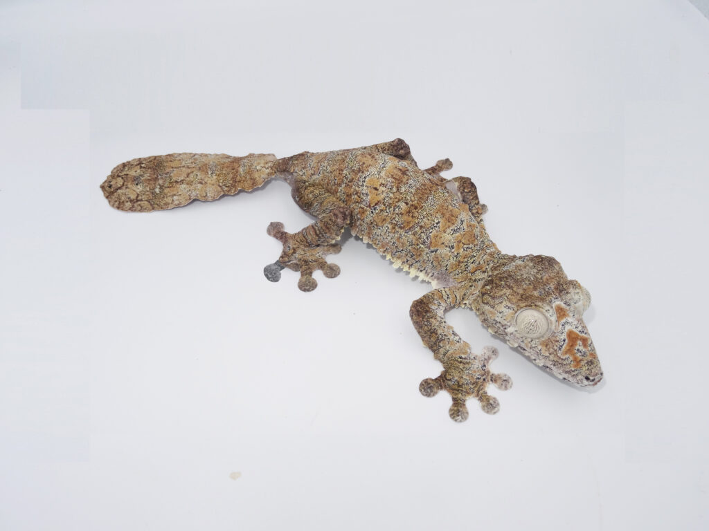 Keeping Giant leaf-tailed gecko