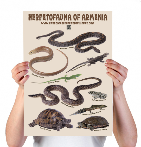 Poster "Herpetofauna of Armenia"