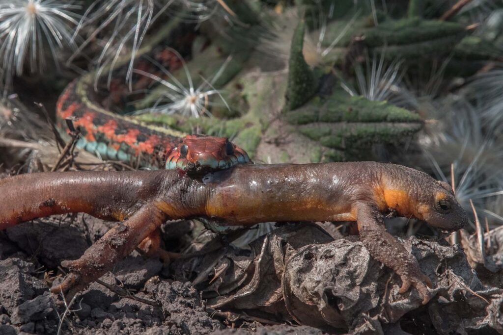 Toxic newts from the Bay Area