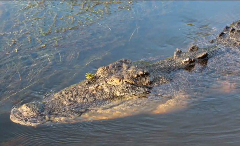 saltwater crocodiles