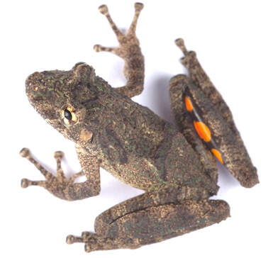 New Species Of Treefrog—Scinax pyroinguinis discovered In Peru