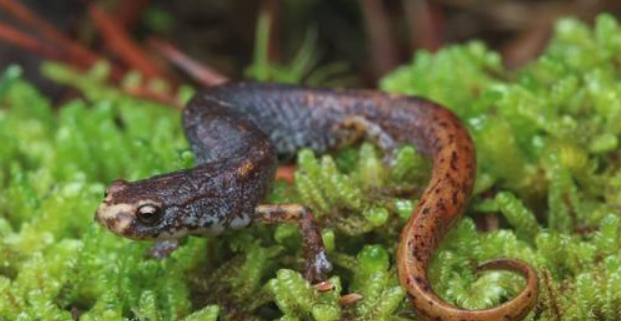 Four-toed salamander