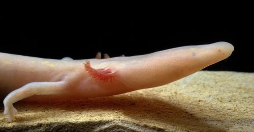 The olm