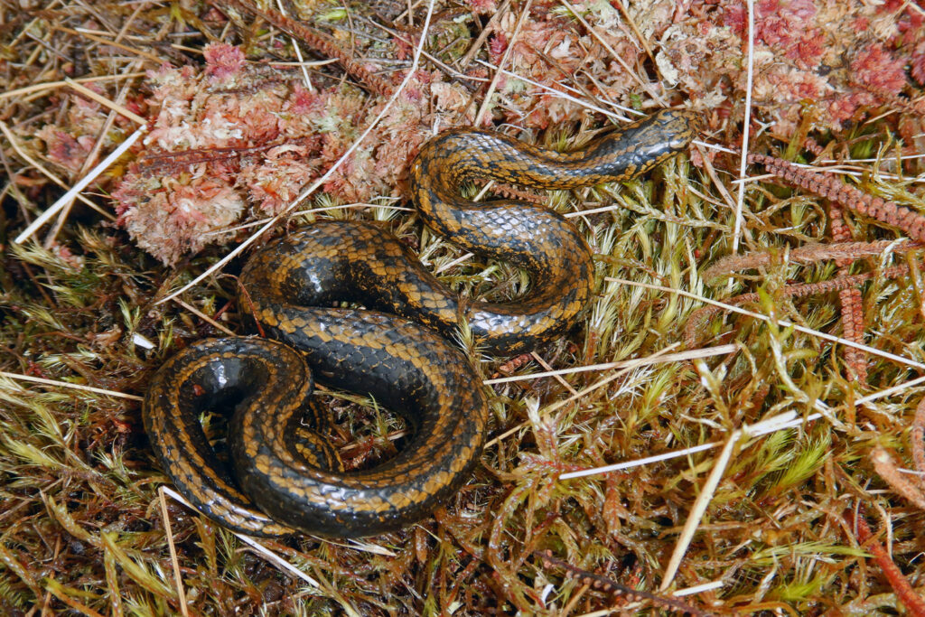 Snake named after Harrison Ford