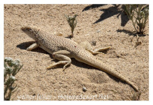 The Mojave fringe-toed lizard