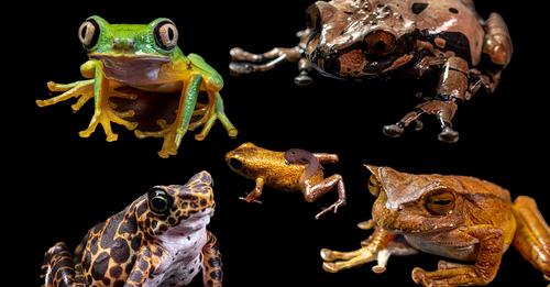 Threatened amphibian landscapes