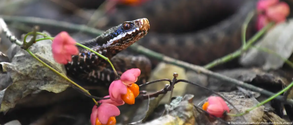 European adder is reptile of the year for 2024 in Germany