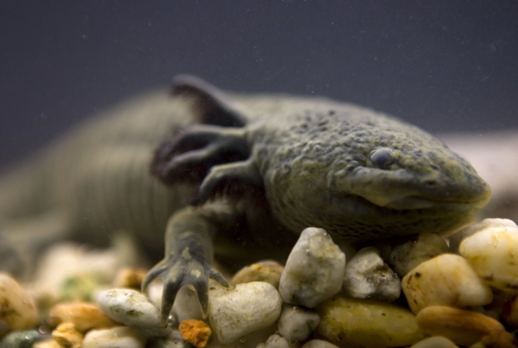 Adoptaxolotl campaign launches in Mexico