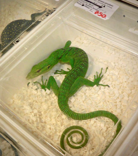 One of monitor lizards species