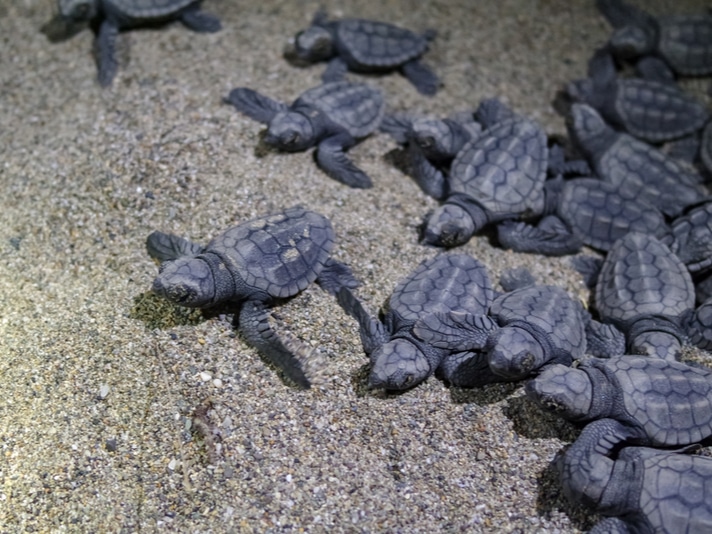 Turtle nests