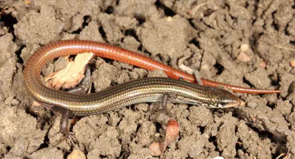 The Lyon’s grassland striped skink