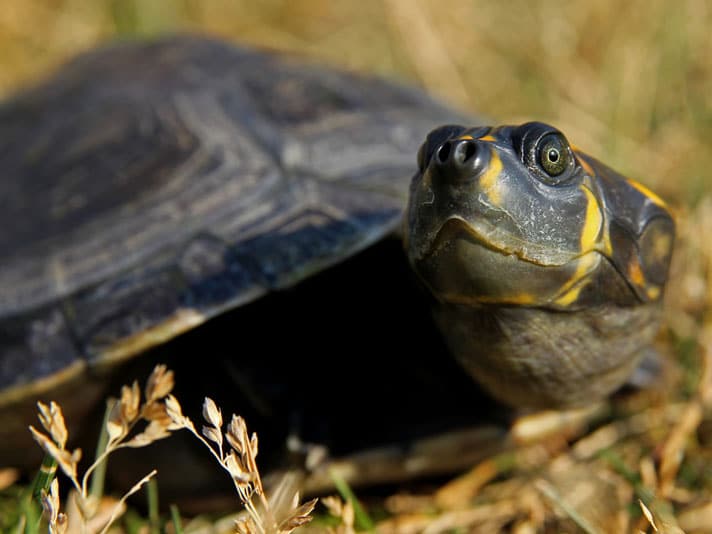 Amazon river turtles