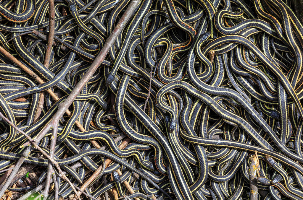 Garter snakes