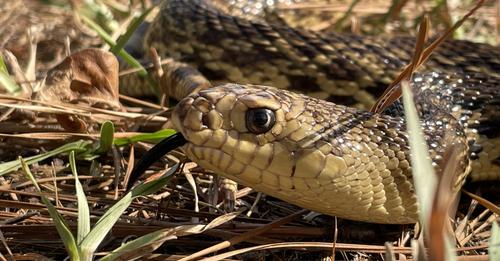 Louisiana pinesnake