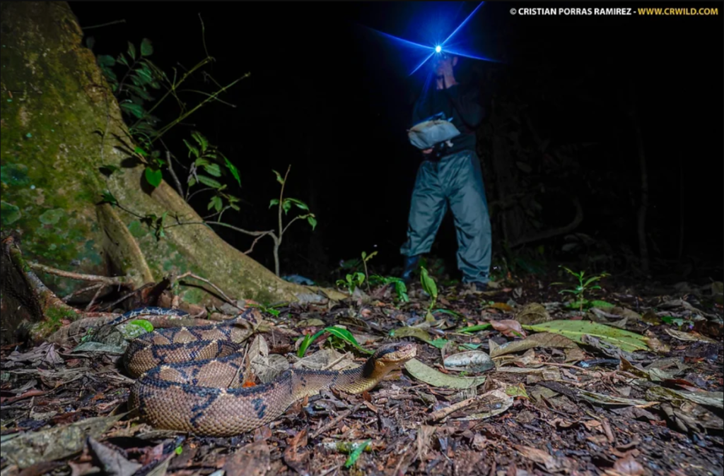 What is herping?
