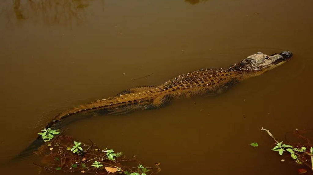 Alligator is the largest species could regenerate their limbs