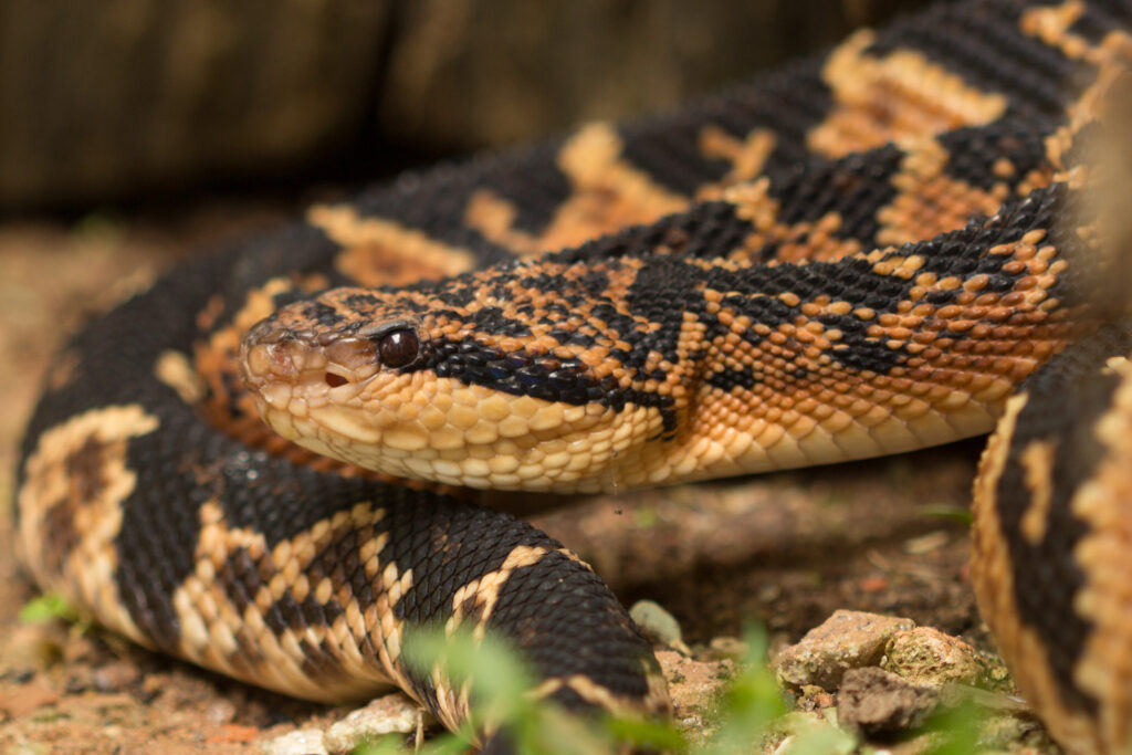 The snake venom of the bushmaster is dangerous