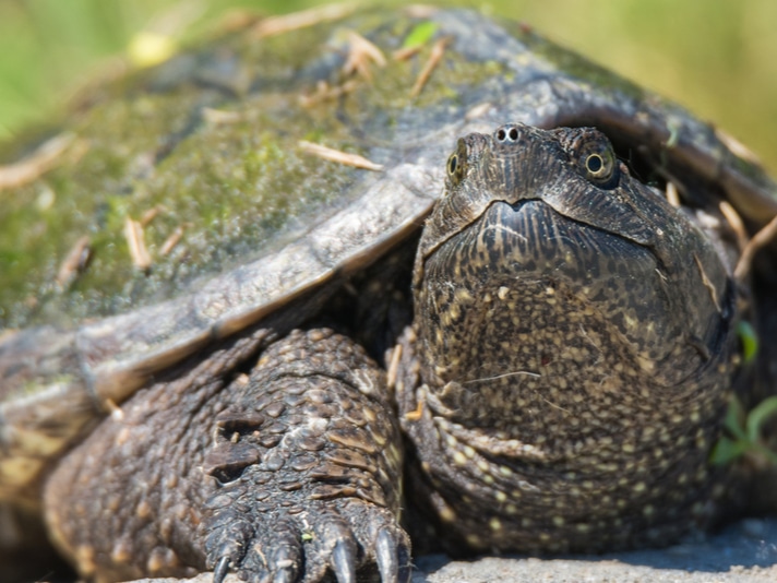 Turtles harvesting prohibited in Minnesota