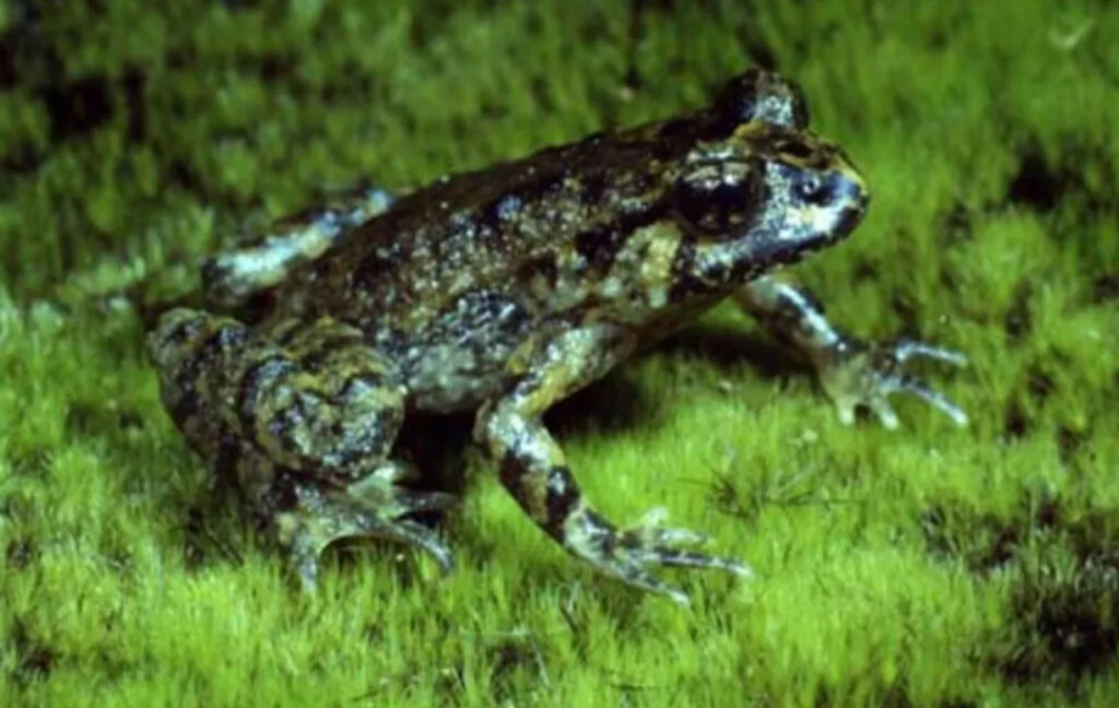 Hochstetter's frog