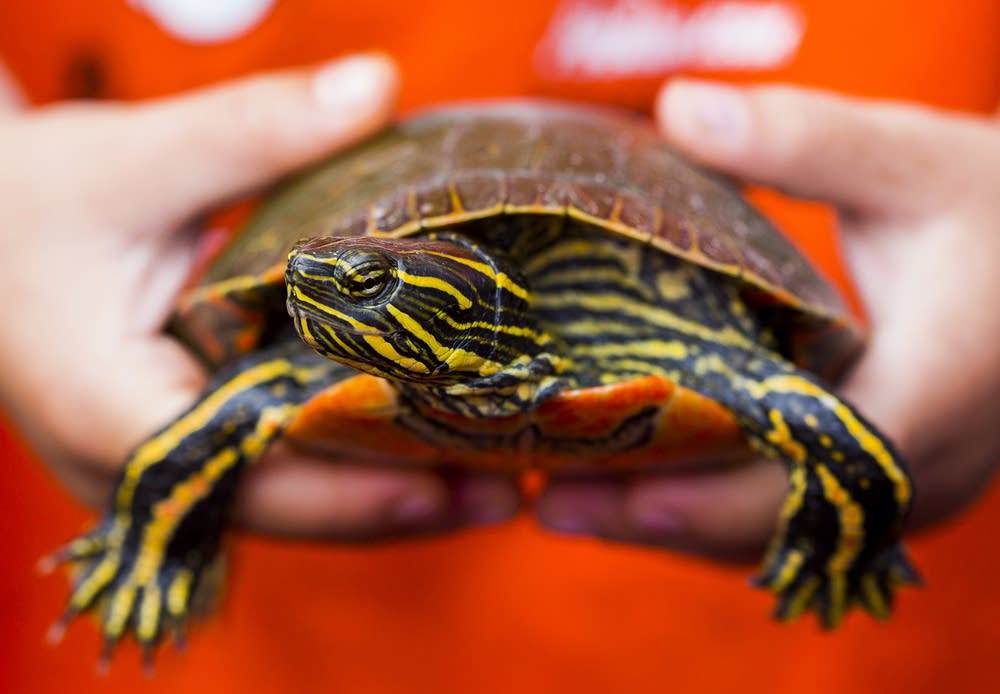 Minnesota's turtles