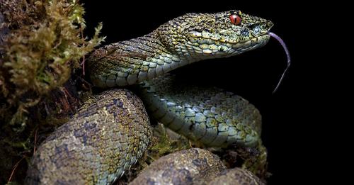 eyelash viper
