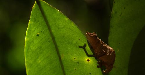 Meet Top 2023 of Species Discoveries