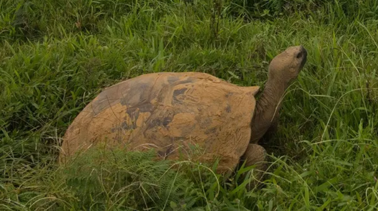 Galápagos Giant Tortoises