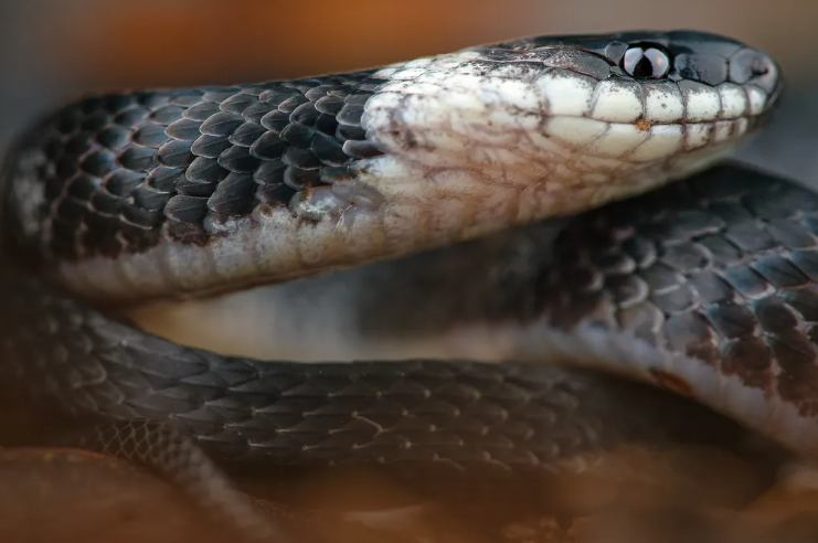 Tudors’s coffee snake