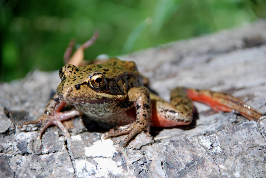 red-legged frog
